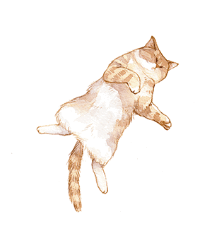 cat